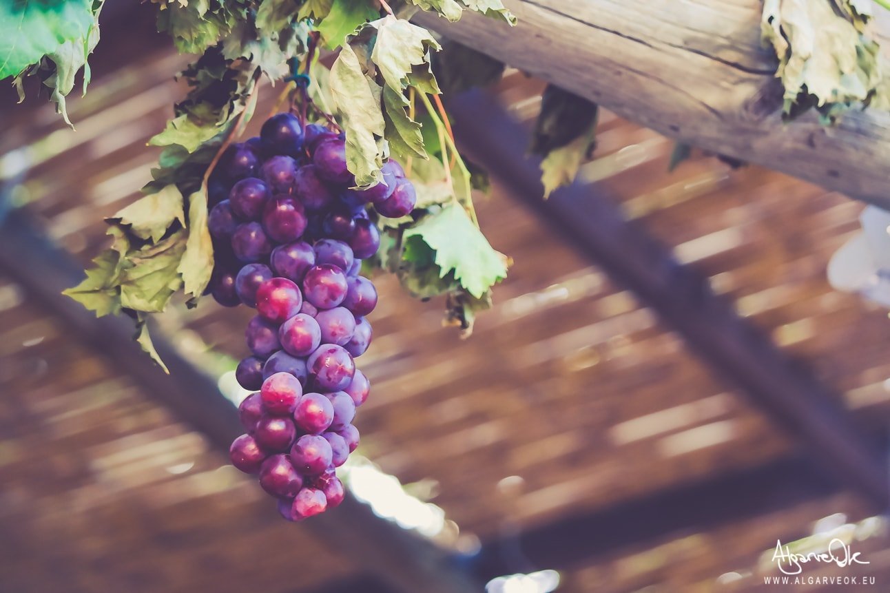 Feira da Serra São Brás de Alportel Viti e vini