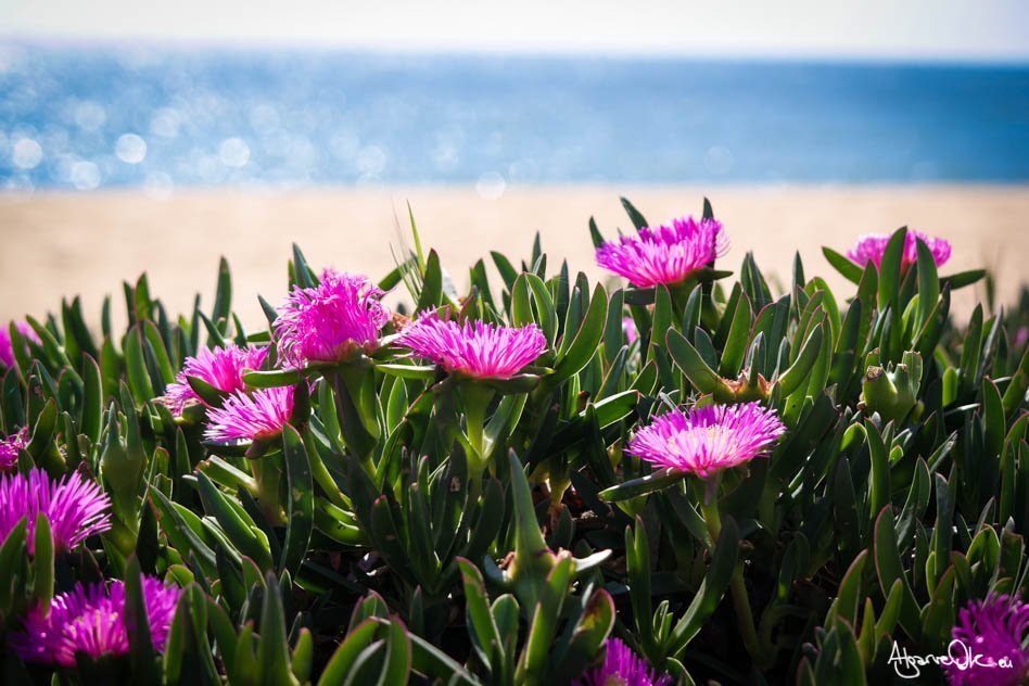 Quarteira fiori in spiaggia